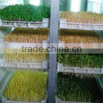 Full Automatic Hydroponic Organic Bean Sprouts Making Machine