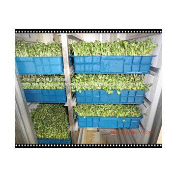 Automatic Bean Sprouting Machine photo-2