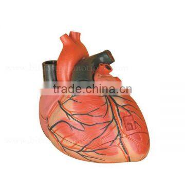 Vivid Human Organs Body Anatomy Heart Model photo-2