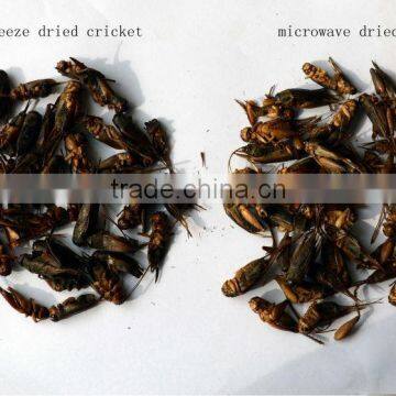 Freeze Dried Crickets, Bird & Reptiles Pet Food photo-5