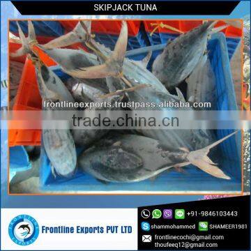 Frozen Skipjack Tuna Whole Round