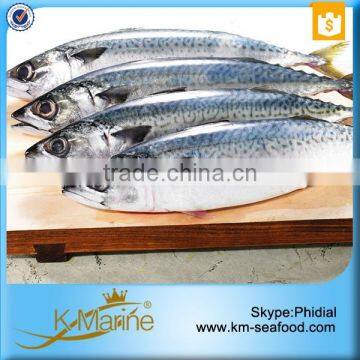 Hot Selling Cheap Frozen Mackerel Price in China photo-5