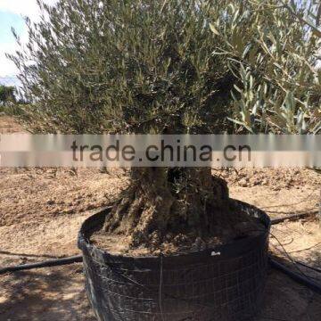 Bonsai Olive Tree Extra Large photo-3