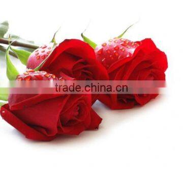 Rose Absolute Oil photo-2