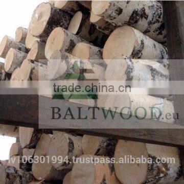 White Birch Logs, Baltic Birch Logs, Latvia Birch Logs
