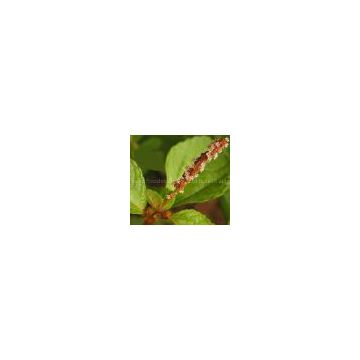 acalypha australis(sales9 at lgberry dot com dot cn)