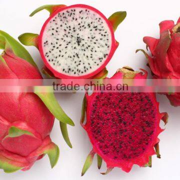 Good Price Fresh Dragon Fruit For Sale/ Vietnam Pitaya