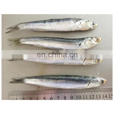 Wholesale frozen anchovy whole round for export