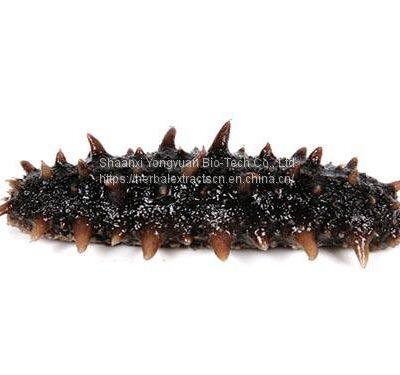 Sea Cucumber extract, Sea cucumber peptide 85%, Clarified Sea Cucumber Peptide