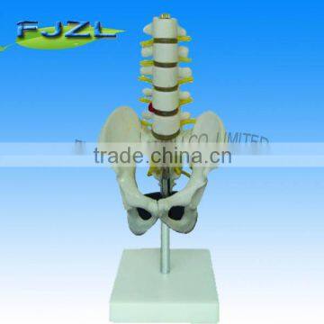 Educational Use Adult Male Pelvis with 5pcs Lumbar Vertebrae Teaching Anatomical Model