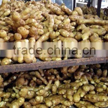 Air Dired Fresh Ginger photo-2