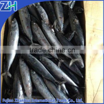 Seafrozen bonito fish for market in China