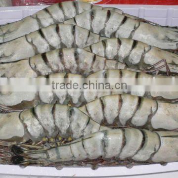 Frozen HOSO Black Tiger Shrimps ( P Monodon )