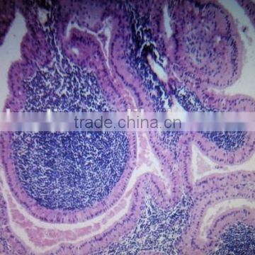 wholesale oral/tooth pathology histlogy prepared slides for hospital learning