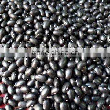 small black kidney bean/black bean