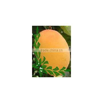Pakistan Mango