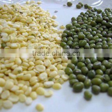 dry green mung bean 3.2-3.6mm (with and without skin)