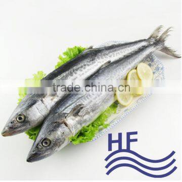 Frozen spanish mackerel wholesale price