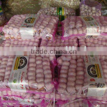 china fresh garlic for good quality