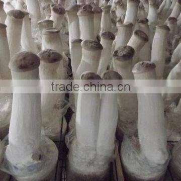 oyster mushroom spawn/mushroom logs