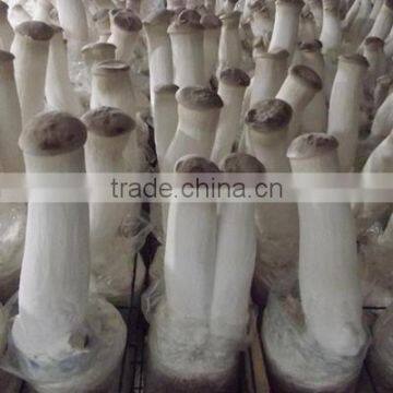 Oyster Mushroom Spawn/mushroom Logs