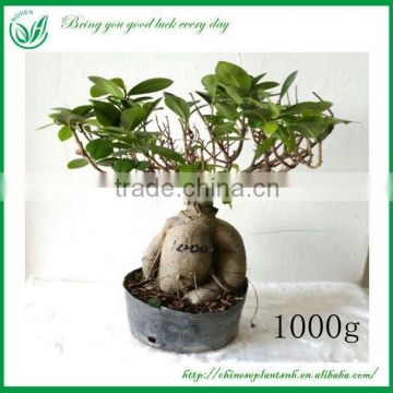 Live Bonsai Ficus Trees