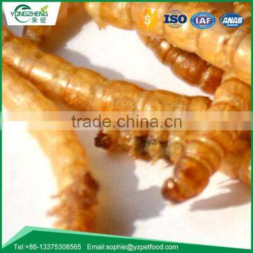 Dried Mealworm for Backyard Bird and Chicken photo-3