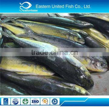 new arrival IQF whole round mahi mahi