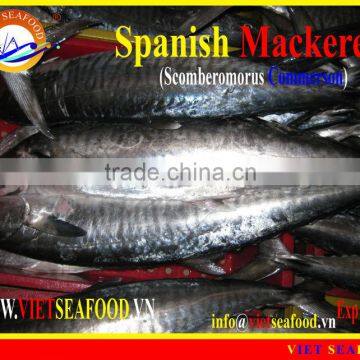 FROZEN SPANISH MACKEREL WHOLE ROUND