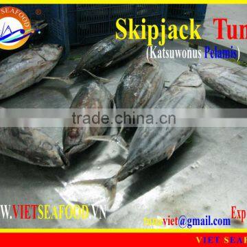 FROZEN W/R SKIPJACK TUNA