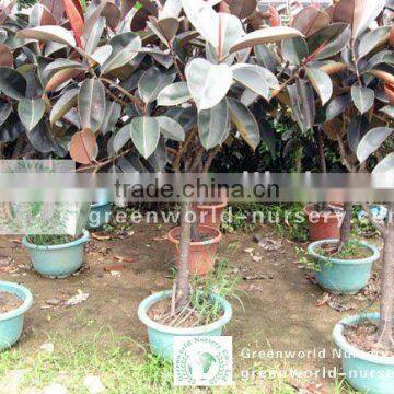 Ficus elastica nursery