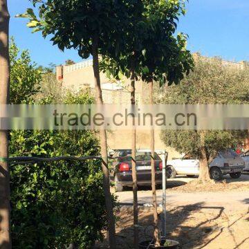 Citrus Aurantium photo-4