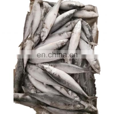 IQF Frozen scomber japonicus pacific mackerel fish