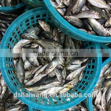 Frozen Chinese Big eyes horse mackerel with size 40 - 60 g