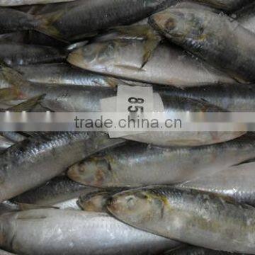 Hot sale Frozen Fish sardines fish Whole Round Exporting