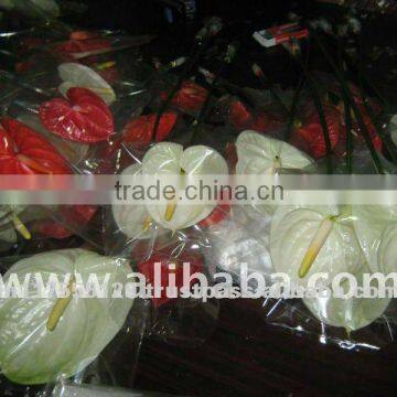 Color FLOWER Anthurium