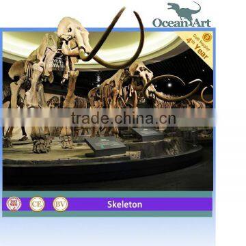 Exhibition Hall Fossil Replicas Ancient Animal Skeleton