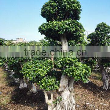 Factory direct sale green live ficus tree natural plants tree