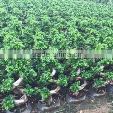 Pots tree of S shape ficus