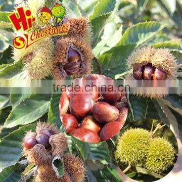 Packaged Roasted Chestnut Kernel Healthy Nuts Snacks photo-6