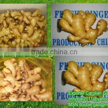 2012 Good Fresh Chinese Ginger