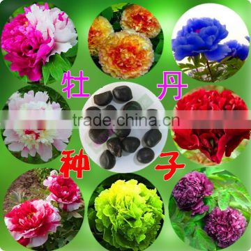 2015 High Quality Peony Seed Paeonia suffruticosa flower seeds For Growing