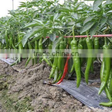 Hot Sale Hybrid High Yield Chili Pepper Seeds for Growing-Xian Mei photo-3