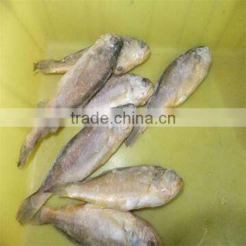 iqf yellow fish whle and dry fish