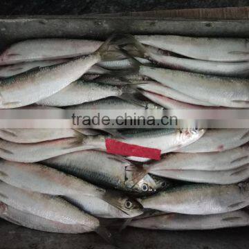 Fresh sardine for bait on sale