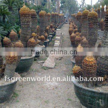 group cycas potted nursery