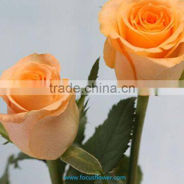 Holland roses in 2016 popular gerbera flowers fresh cut flower from kunming