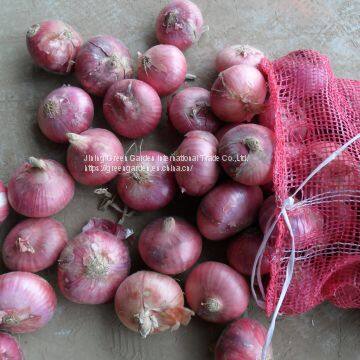 Fresh Red Onion Onions