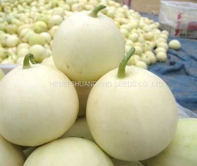 Sweet Star No.21 Resist Diseases Hybrid Musk Melon Seeds photo-2