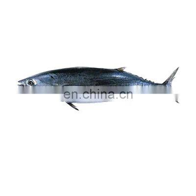 Wholesale Frozen Chinese skipjack tuna fish for global buyer